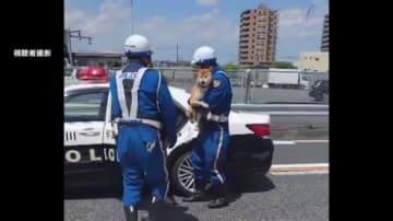 【珍光景】「脱走癖あります」柴犬が第三京浜に立ち入り一時通行規制…パトカー乗せられ飼い主の元へ　飼い主「大人しいので反省しているのでは」