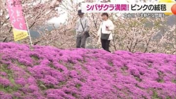 シバザクラ満開で立谷川河川敷にピンク色のじゅうたん広がる　長年親しまれた場所ゆえの新たな問題も【山形発】