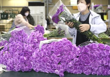 母の日に青いカーネーションを　千葉・芝山で出荷作業がピーク