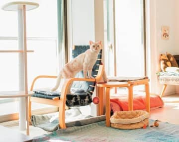 いい刺激を与えてあげたい！猫1匹でも退屈しない部屋づくりの工夫　実例を専門家が解説！