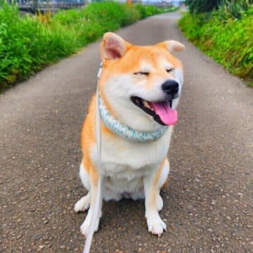 気温・湿度が上がる季節に必見！犬の熱中症予防と暑さ対策チェック！