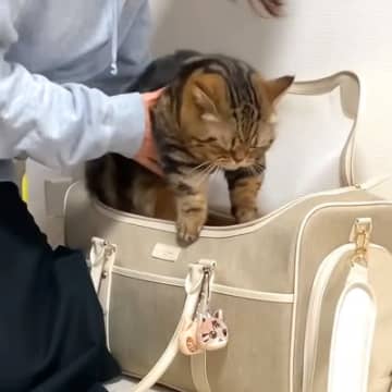 ママが『動物病院』に行く準備を始めたら、"２匹の猫"が…つい頬がゆるむ『可愛すぎる反応』に「勘が鋭いｗ」「ニヤニヤが止まらん」の声
