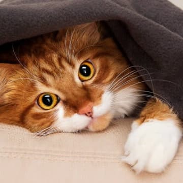 猫が『目を回している』ときに考えられる3つの病気　そもそも、猫は人みたいに目を回すことがある？