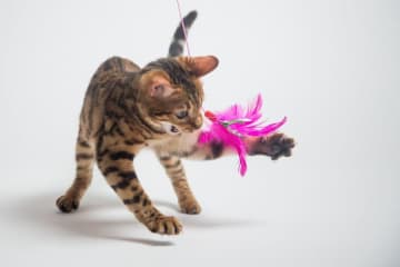日頃の運動＆食事が大切！　猫の糖尿病を予防する３つの方法とは？
