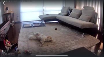 「留守番中に大胆にくつろぐ」犬の特徴とは？　飼い主ができる工夫を解説