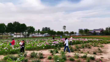 華山麓に広がるシャクヤクの花の海　中国陝西省