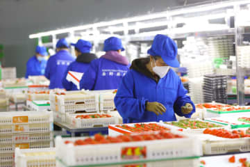 中国遼寧産果物、東南アジアで人気
