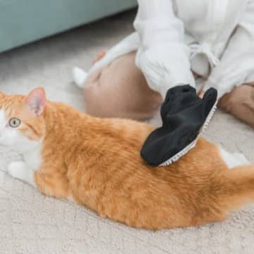 春から夏にかけて起きる『猫の変化』3つのポイント　季節の変わり目に気をつけるべきこととは？