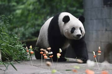 中日がパンダの新規貸与に関する協力のため頻繁な意思疎通を保つ―中国外交部