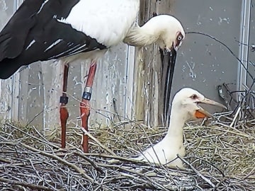 人気上々！かわいさ際立つふわふわの羽毛…コウノトリの“ひな”、埼玉・鴻巣のコウノトリ野生復帰センターで誕生1カ月　食べるドジョウの量も増え、順調に育つ
