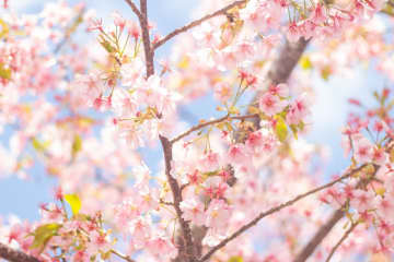 愛知県の五条川で桜並木を撮影　幻想的すぎる光景が「おとぎ話みたい」「言葉を失う」と話題に