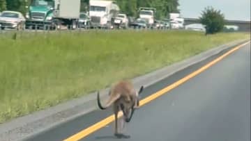 カンガルーが逃走、道路が一時閉鎖に　米アラバマ州