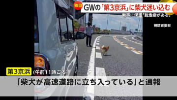 【独自】「脱走癖がある」柴犬がGWの第3京浜に迷い込み一時通行規制　警察官が無事保護し飼い主「本当に感謝、ご迷惑かけました」