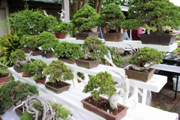 【北区】「第42回大盆栽まつり」 会場周辺では盆栽関連イベントも！：5/3(土･祝)～5(月･祝)