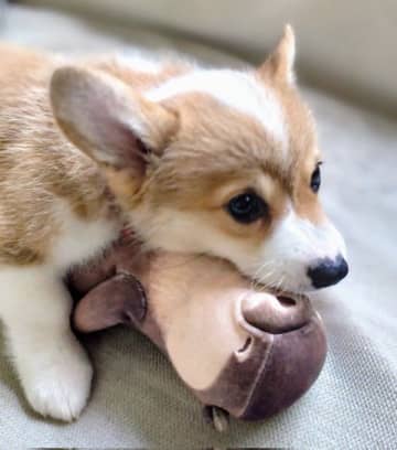 ぬいぐるみで遊んでいた生後2カ月のコーギー子犬→生後10カ月に成長し「ぬいぐるみを飼い主に取られまい」と警戒する姿が可愛い！