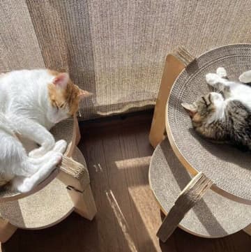 「力関係をあらわしている？」大小の爪とぎ器に寝る猫たち　体格と反対の寝場所選びにクスッ