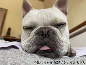 「鼻ぺちゃ展 2025」: 鼻ぺちゃ犬の魅力にあふれた写真展＆物販展が開催