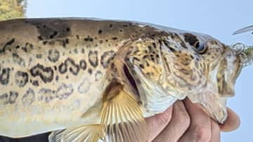 プロが中国で釣った“トラ柄の魚”。名前は『ケツギョ』!? 実は淡水魚のなかで最高級なんだとか…。