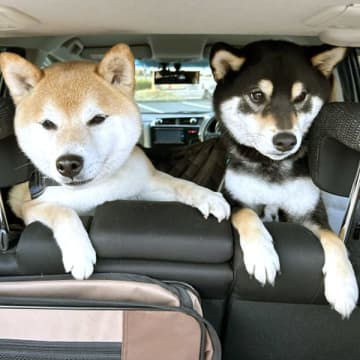 キャンプにはご用心！ 犬が川や湖で感染する「レプトスピラ症」の恐怖…ヒトにもうつり、まれに命を落とすことも【ワンニャンのSOS】