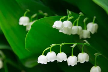 5月1日の花とは？【366日の誕生花と幸せの花言葉】