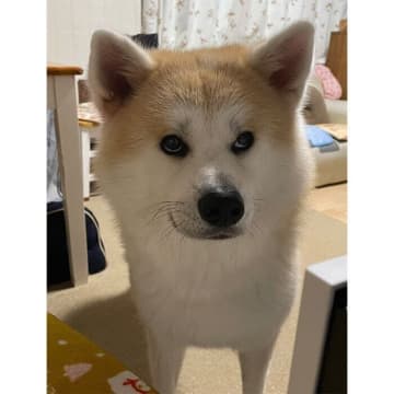 「寝ぼけながらでもお出迎えを欠かさない」秋田犬！その心理を獣医師が解説