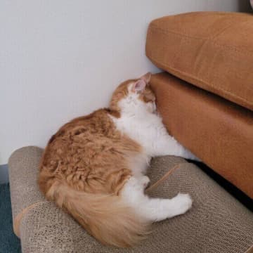 猫は反省したり文句を言ったりするの？　猫の行動を専門家が徹底解説！