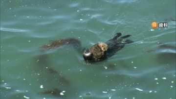 ラッコが鳥インフルエンザ感染、国内初の確認　死骸から検出…先週はアザラシへの感染も　北海道が死んだ動物に触れないよう呼びかけ