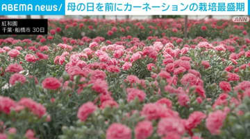 母の日を前に 花農家でカーネーションの栽培最盛期迎える 千葉・船橋市