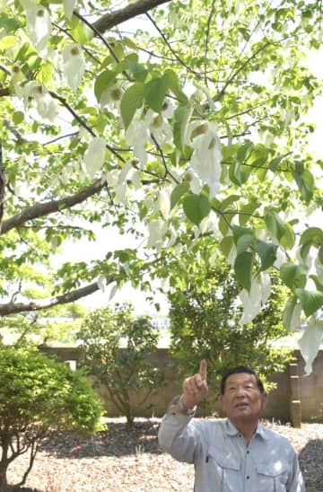 3年ぶりの「ハンカチ」　常総の民家　茨城
