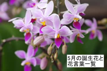 5月の誕生花と花言葉一覧【366日の誕生花と幸せの花言葉】