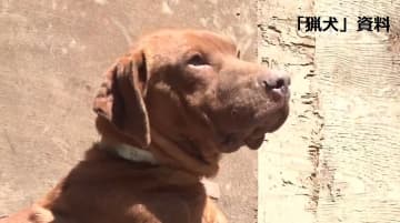 「猟犬」が顔などかんで「飼い犬」死ぬ　住民女性止めに入ってけが　「鳥獣被害対策実施隊」イノシシなど駆除中