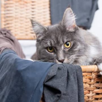猫毛が服につくのを防ぐ『洗濯のアイデア』6選　あると便利なグッズもご紹介