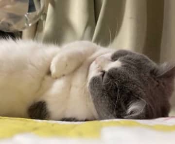 うたた寝中にぎゅ〜っと「セルフハグ」をする猫　可愛いしぐさから読み取れることは？｜獣医師解説