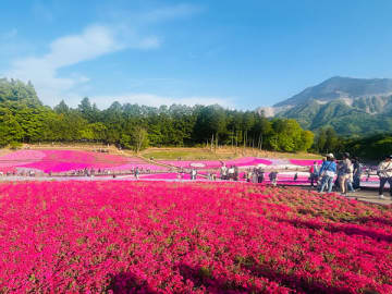 【秩父】GWの映えスポット！秩父の芝桜は今が満開
