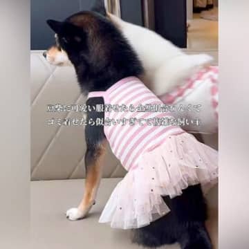 5000円の可愛い服が似合わない犬→ふと『お米の袋』を着せてみた結果…『まさかの光景』が147万再生「最高ｗ」「しっくりきてて草」と爆笑