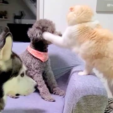 夜中に騒ぎまくる2匹の犬→猫がブチ切れてしまい…まさかの『説教』と微笑ましい結末が182万再生「背筋ピーンｗ」「ヤバッて表情で草」と爆笑