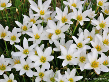 「有毒です」　道端にも咲いている花の『正体』に「驚いた」