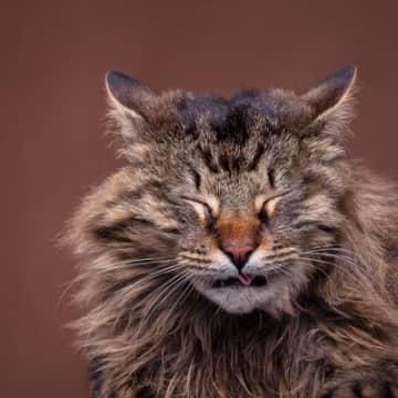 知らないと意外とビックリする『猫の逆くしゃみ』起こる原因や気をつけるべきこと