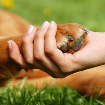 犬が『足を引きずっている』ときの理由5つ　怪我や病気のリスクから対処法まで