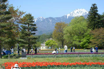 残雪の北アルプスを背景に…国営アルプスあづみの公園でチューリップと菜の花が見頃に