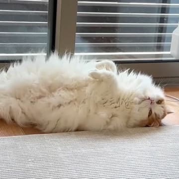掃除をして疲れた飼い主→愛猫が起こした『追い打ち』に仰天…あまりにも『憎めない態度』に「面白すぎる」「かわいいから何でも許しちゃう」