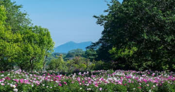 芍薬が彩る春の庭「つくば牡丹園」、いよいよクライマックスへ　水面に浮かぶ「芍薬の花筏(はないかだ)」今年も登場　春の名花と新緑が同時に楽しめるガーデン、5月25日まで
