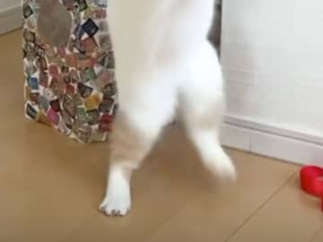 愛猫がハマっている遊びが「すごすぎる」　動画に「人間みたい」「運動神経よすぎ」