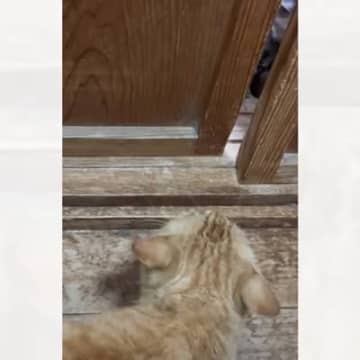 先住猫のことが苦手だった保護猫→時間が経った結果…出会った頃が嘘のような『現在の光景』に「信じられない」「本当の兄弟のよう」の声