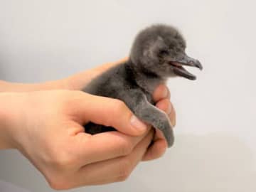 マゼランペンギンの赤ちゃん「あられ」「つづみ」すみだ水族館に誕生