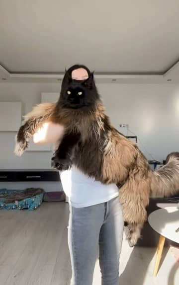 モルドバの〝世界一〟大きい猫がＳＮＳで人気　体長１３０センチ、体重１３キロ