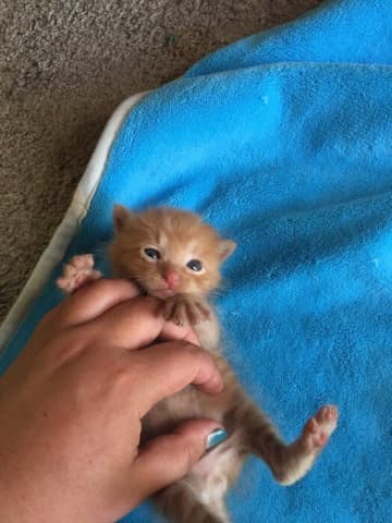 「あまりにも小さかった」生後2週間の元野良猫が8才に　飼い主の心配をよそにスクスク育ち、立派な成猫になった姿に心温まる