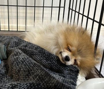 遊び疲れて眠ってしまったポメラニアンの子犬　「こんな幸せそうに眠るコいる!?」と、可愛い寝顔に悶絶！