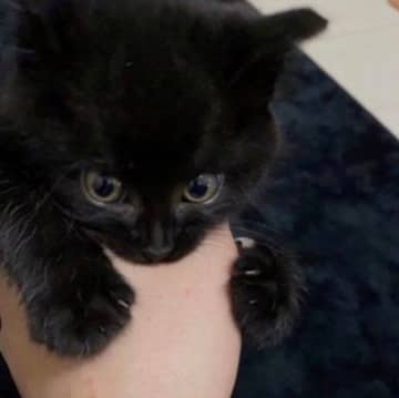 過酷な状況で生き残った生後推定1カ月の野良の子猫を保護→5年後、“小さい毛玉”だったのがたくましく立派に成長！