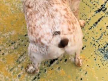 「私よりうまい」　飼い主の男性を照れさせた犬の『行動』がコチラ！